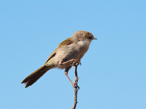 Karoo Eremomela (Eremomela gregalis), photo 1