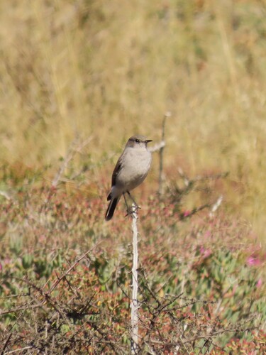 Karoo Chat (Emarginata schlegelii), photo 4