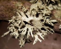 Ramalina sinensis