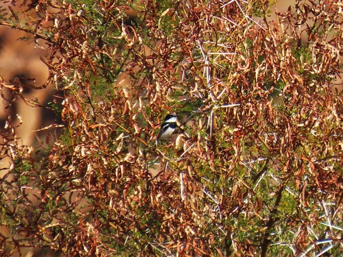 Pririt Batis (Batis pririt), photo 3