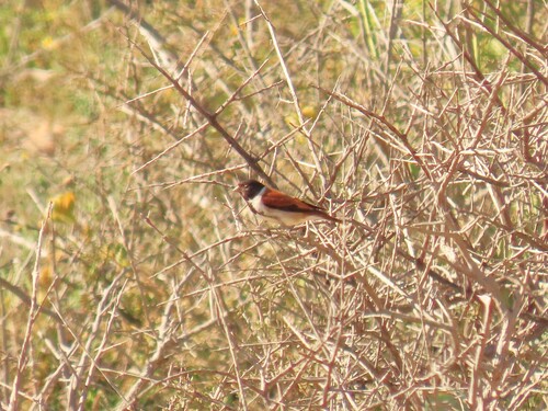 iNaturalist image
