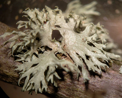 Ramalina sinensis