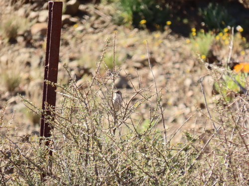 Karoo Eremomela (Eremomela gregalis), photo 7