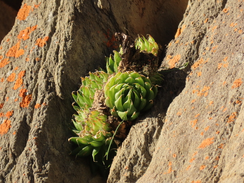 Haworthia mucronata