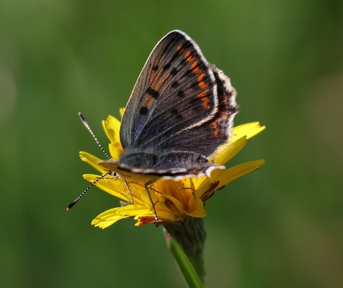 Sooty Copper