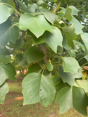 American tuliptree
