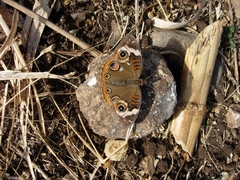 Junonia coenia coenia