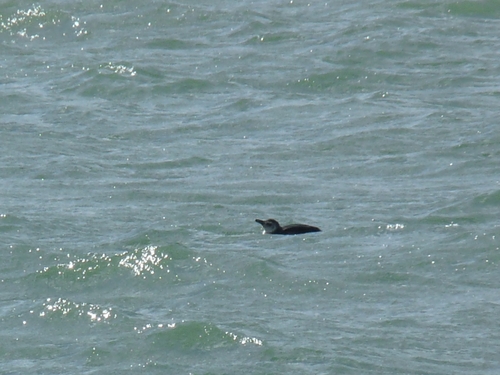 Pingüino de Magallanes registrada en Mar del Plata
