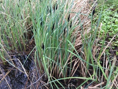 Carex riparia