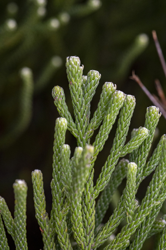 Brunia neglecta (Brunia neglecta)
