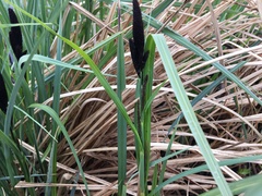 Carex riparia