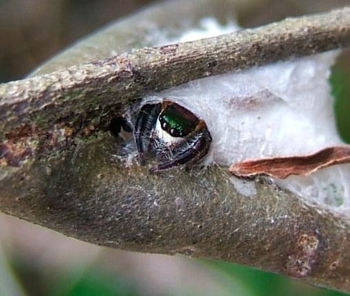 Bagheera kiplingi