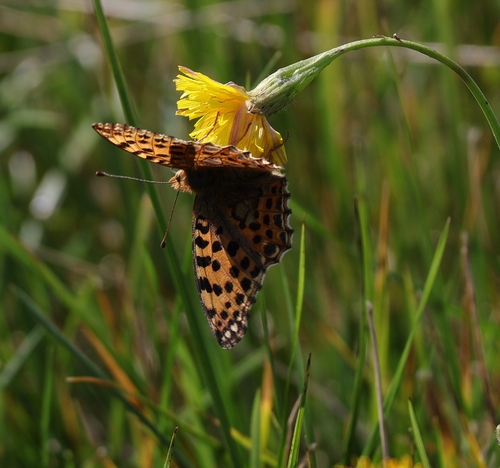 Queen of Spain Fritillary