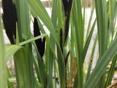 Carex riparia