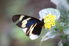 Heliconius eleuchia