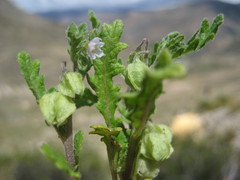 Solanum weddellii