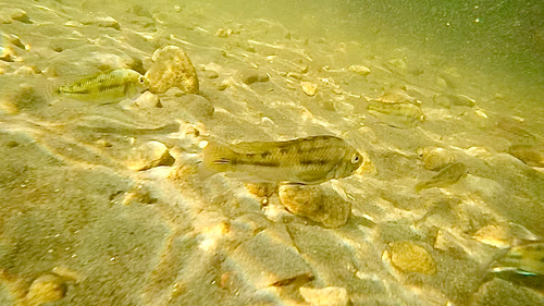 Redbelly Tilapia