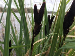 Carex riparia