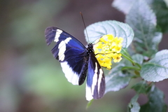 Heliconius eleuchia