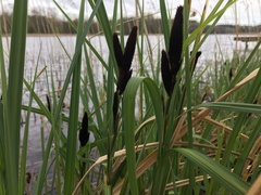 Carex riparia