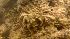 Microlipophrys canevae