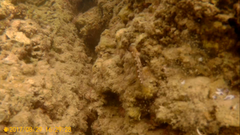 Microlipophrys canevae