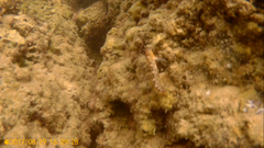 Microlipophrys canevae