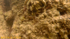 Microlipophrys canevae