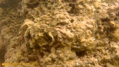 Microlipophrys canevae