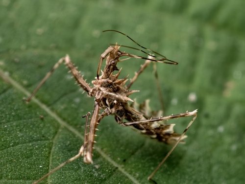 Sclomina erinacea