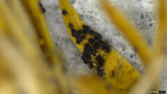 Niesslia haglundii