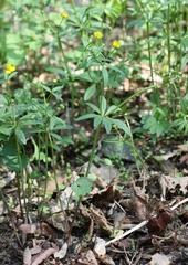 Ranunculus permiensis
