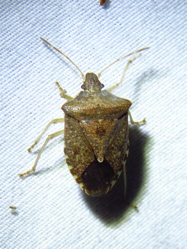 Brown Stink Bug photo 5