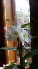Dendrobium