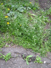 Capsella bursa-pastoris