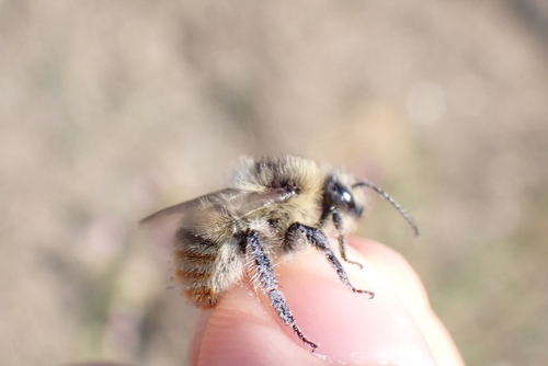 Shrill Carder-Bumble bee