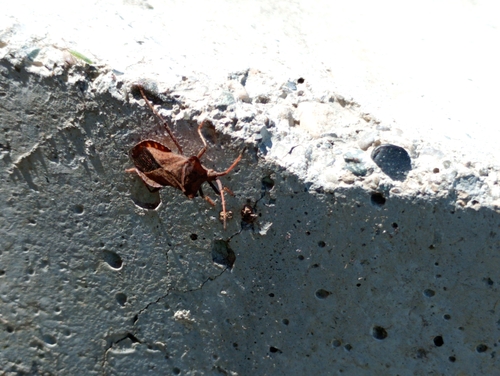 Dock Bug