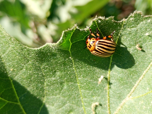 Colorado Potato Beetle