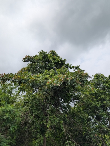 Terminalia bellirica, photograph 4