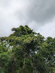 (c) Ravuri Krishna Chaitanya, some rights reserved (CC BY) Terminalia bellirica, photograph (c) Ravuri Krishna Chaitanya, some rights reserved (CC BY)