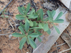 Hibbertia diffusa