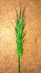 Echinopogon caespitosus