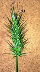 Echinopogon caespitosus