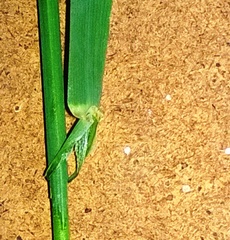 Echinopogon caespitosus