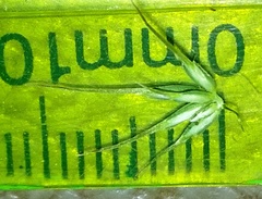 Echinopogon caespitosus