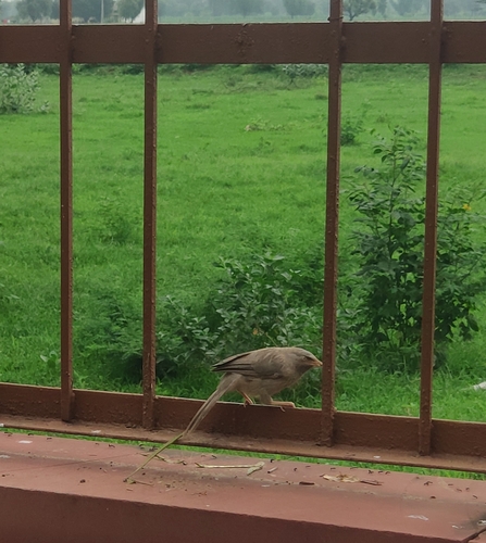 Jungle Babbler