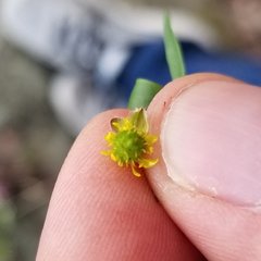 Ranunculus allegheniensis