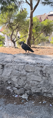 Eurasian Jackdaw