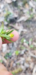 Ranunculus allegheniensis