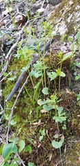Ranunculus allegheniensis
